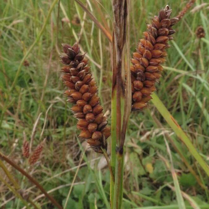 Columbia Sedge (Carex aperta) plant