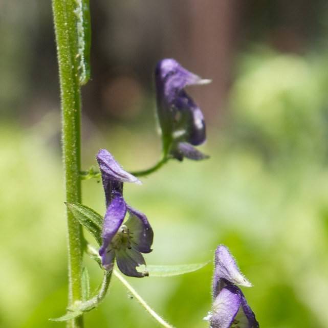 Columbian Monkshood (Aconitum columbianum) plant