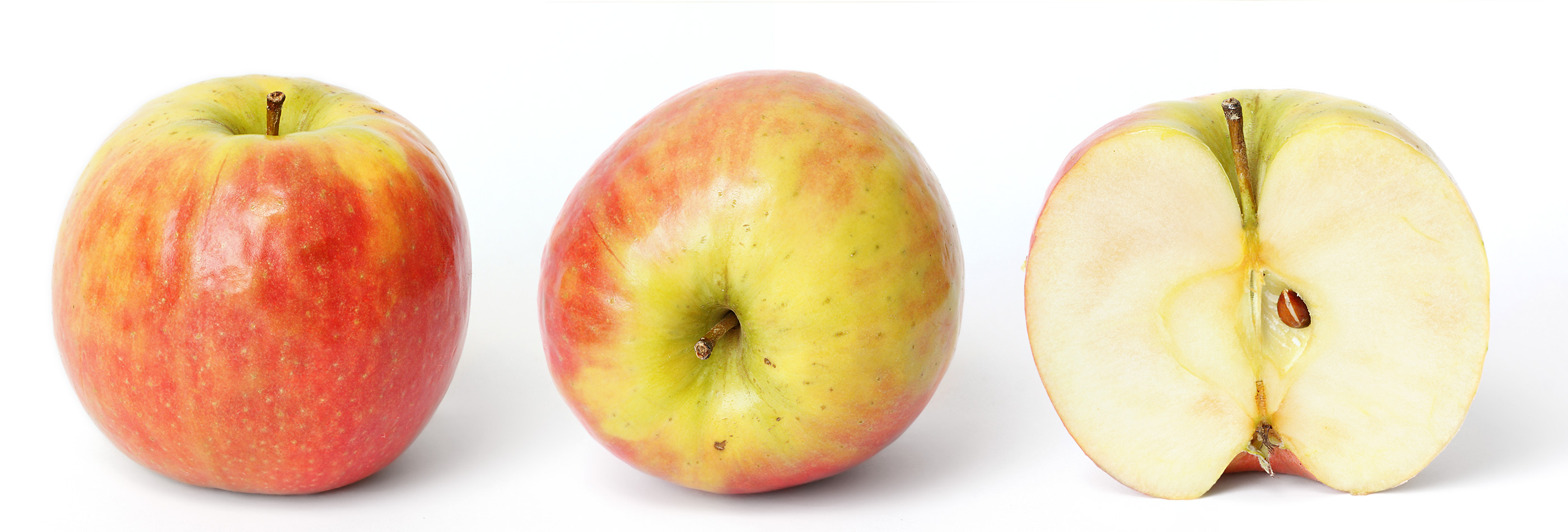 Columnar Apple (Malus domestica (columnar cultivars)) plant — close-up photo