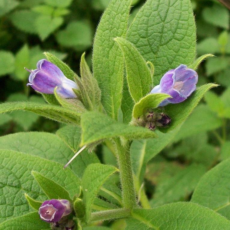 comfrey (Symphytum uplandicum) plant