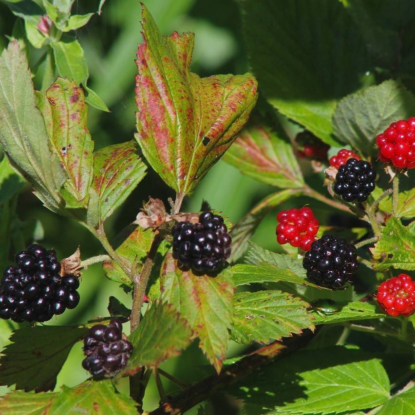 Common Blackberry (Rubus allegheniensis) plant