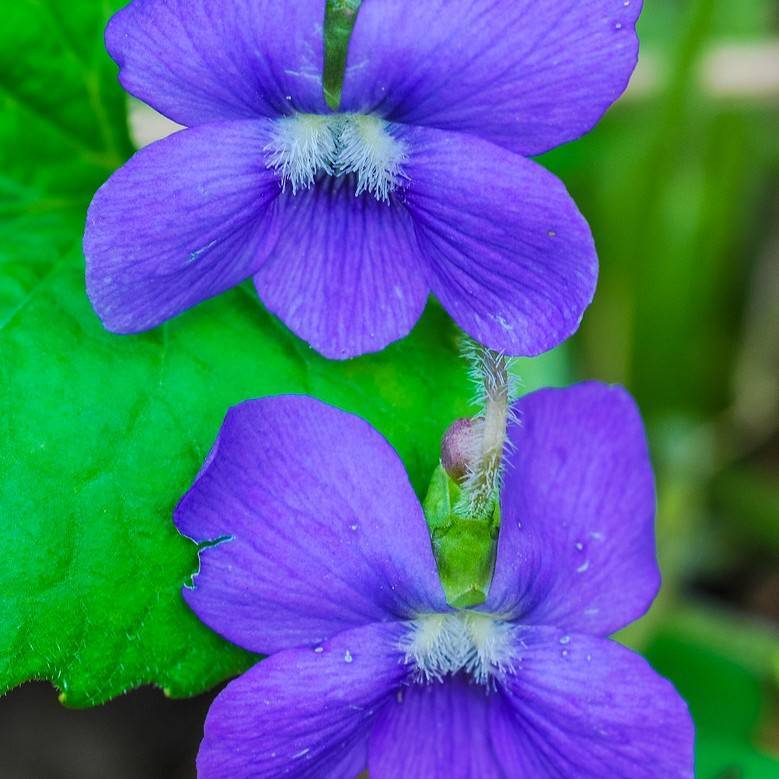 common blue violet (Viola sororia) plant