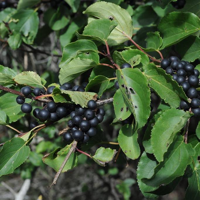 common buckthorn (Rhamnus cathartica) plant