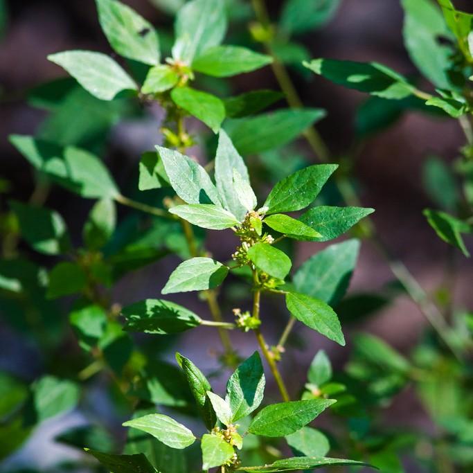 Common Copperleaf (Acalypha rhomboidea) plant