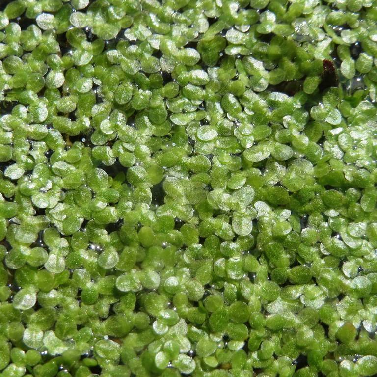common duckweed (Lemna minor) plant