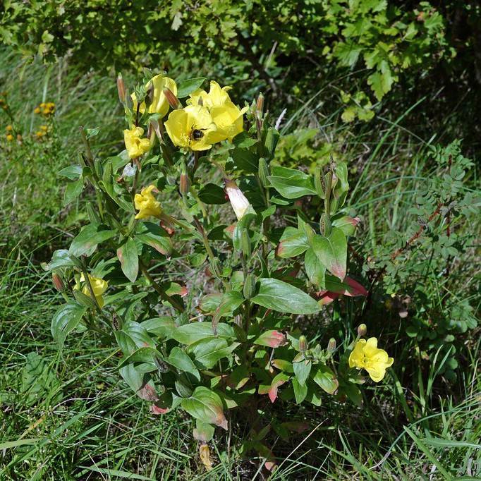 common evening primrose (Oenothera biennis) plant