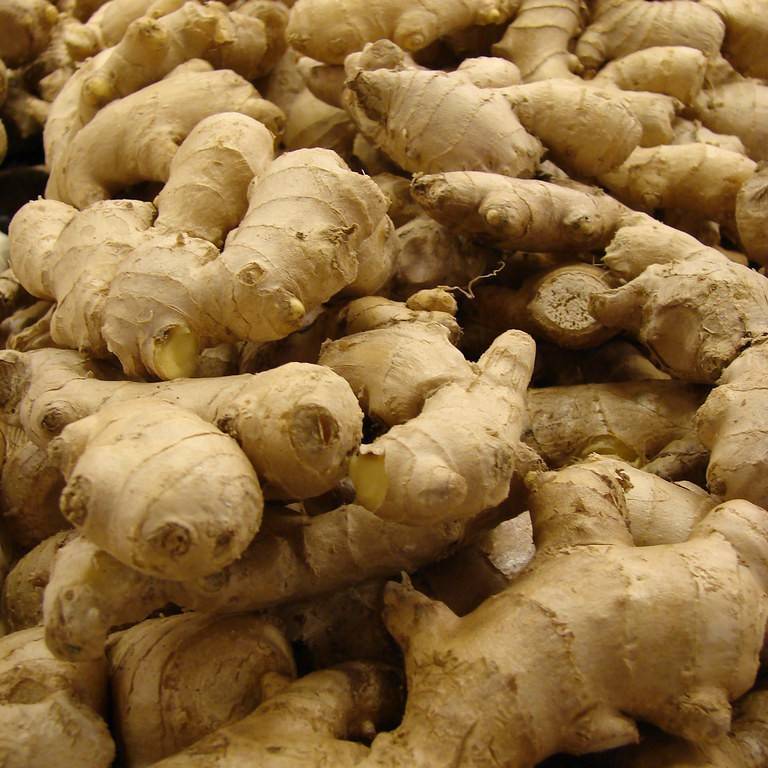 common ginger (Zingiber officinale) plant