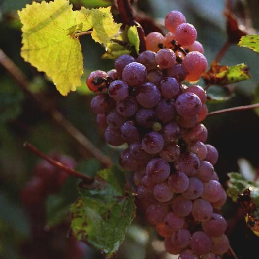 common grape (Vitis vinifera) plant