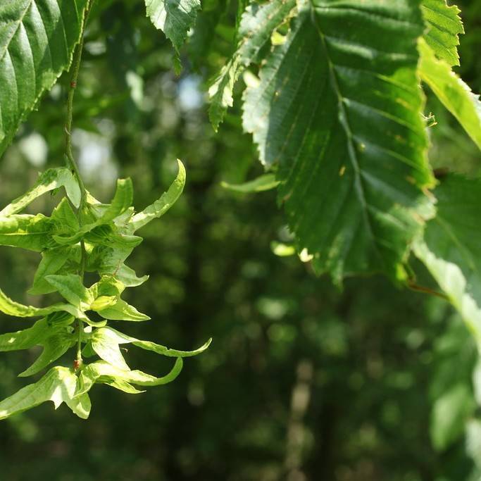 common hornbeam (Carpinus betulus 'Columnaris Nana') plant — close-up photo