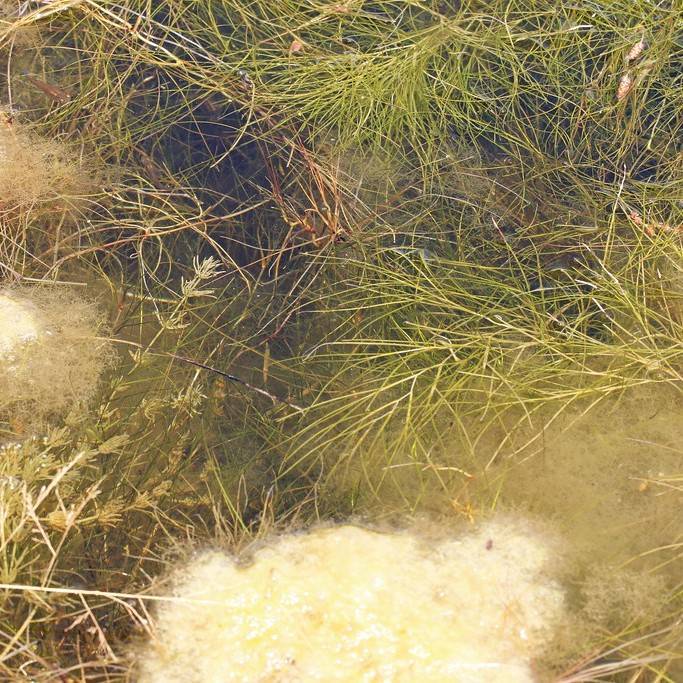 Common Hornwort (Ceratophyllum demersum) plant