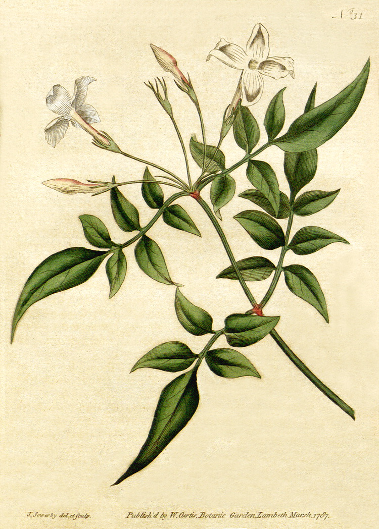Common Jasmine (Jasminum officinale) plant