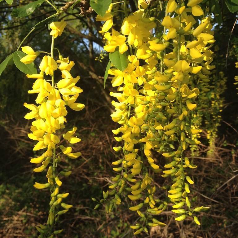 common laburnum (Laburnum anagyroides) plant