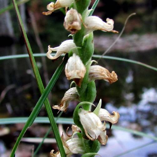 common ladies' tresses (Spiranthes odorata) plant
