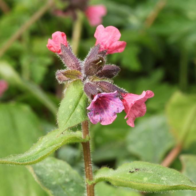 common lungwort (Pulmonaria officinalis) plant