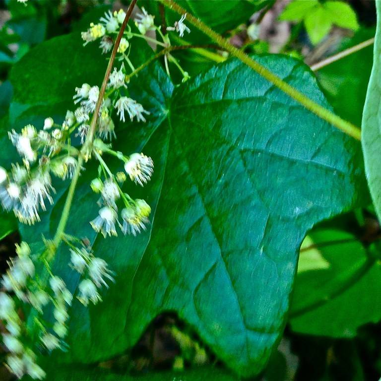 common moonseed (Menispermum canadense) plant