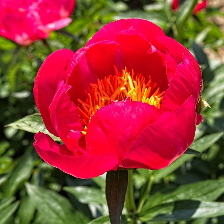 common peony (Paeonia officinalis) plant
