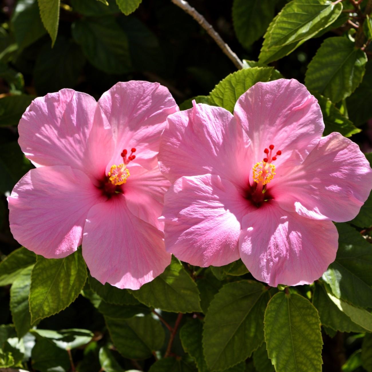 common rose mallow (Hibiscus 'Pyrenees Pink') plant