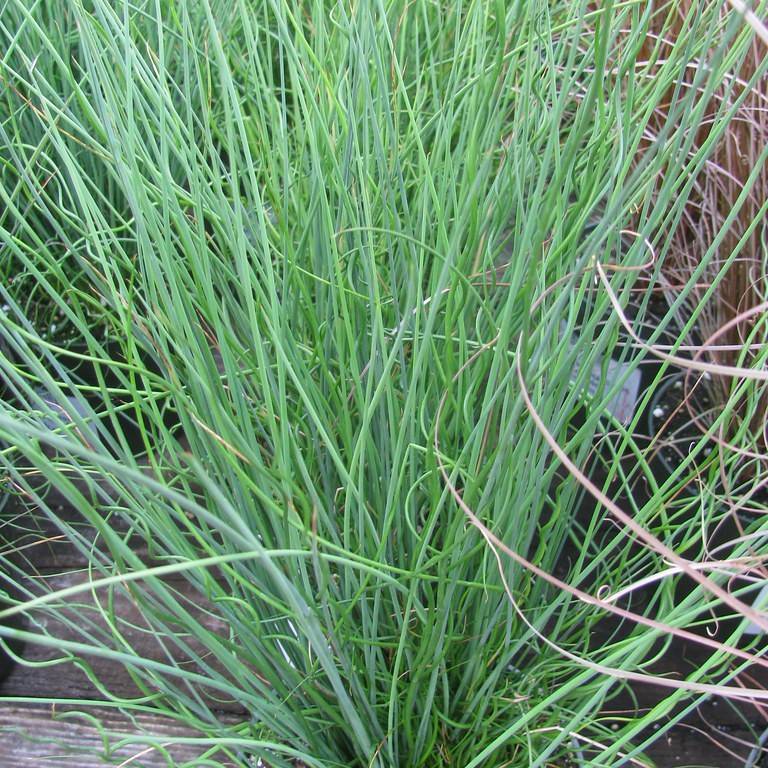 common rush (Juncus effusus) plant