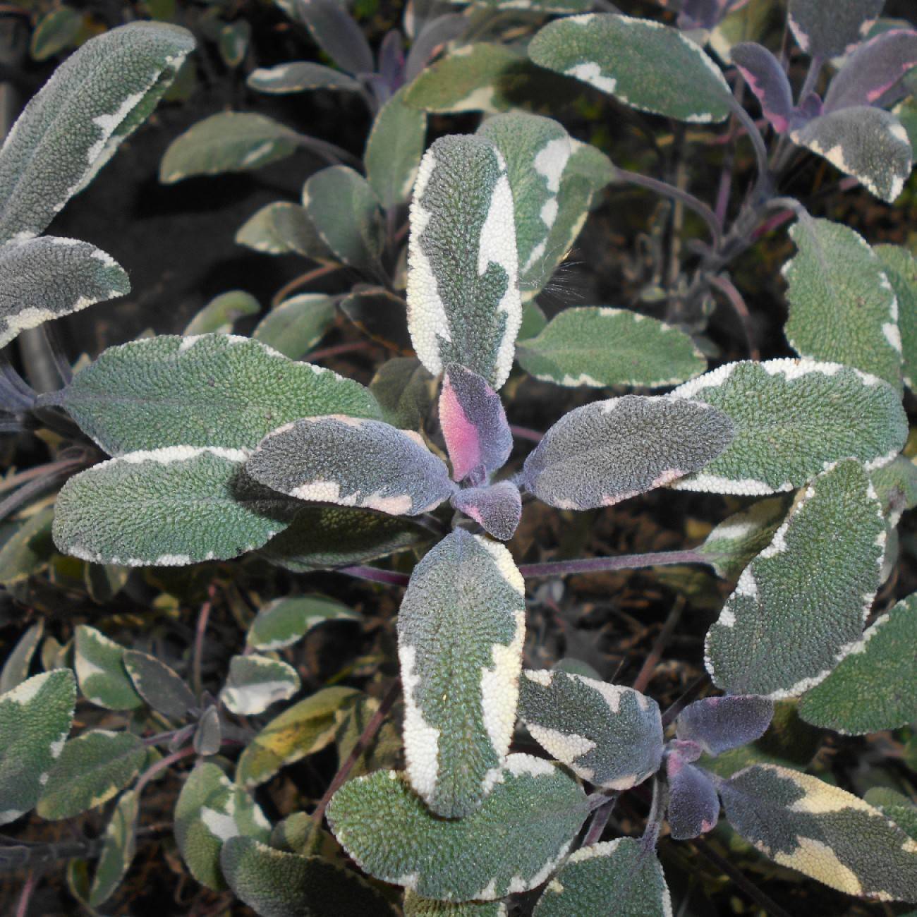 common sage (Salvia officinalis 'Tricolor') plant
