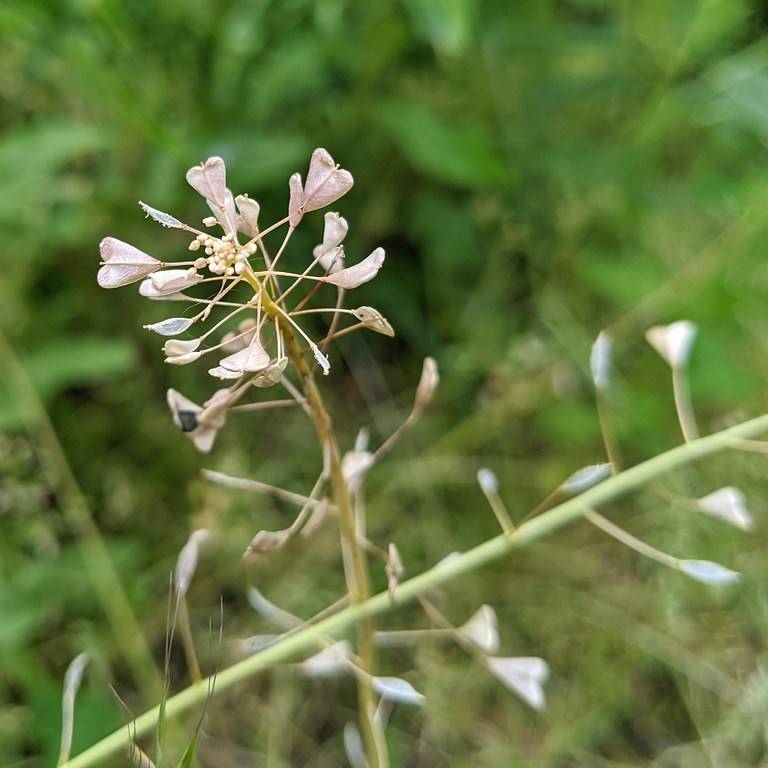 Common Shepherd's Purse (Capsella bursa-pastoris) plant