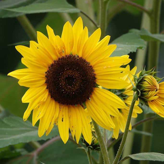 common sunflower (Helianthus annuus) plant