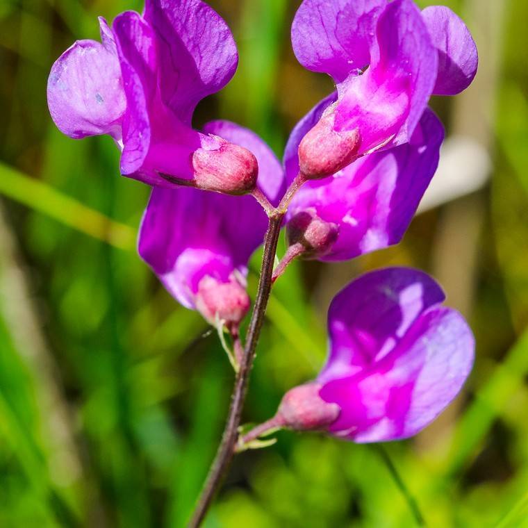 common vetch (Vicia sativa) plant