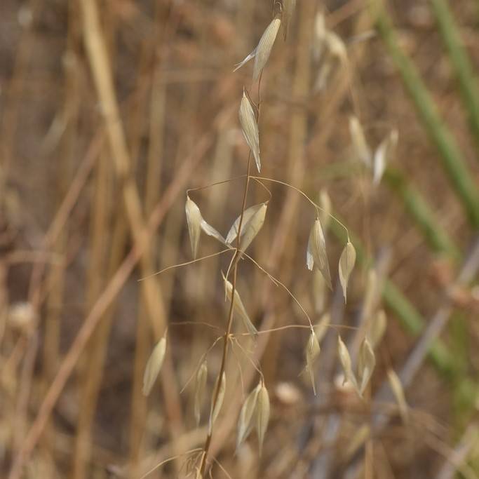 Common Wild Oats (Avena fatua) plant