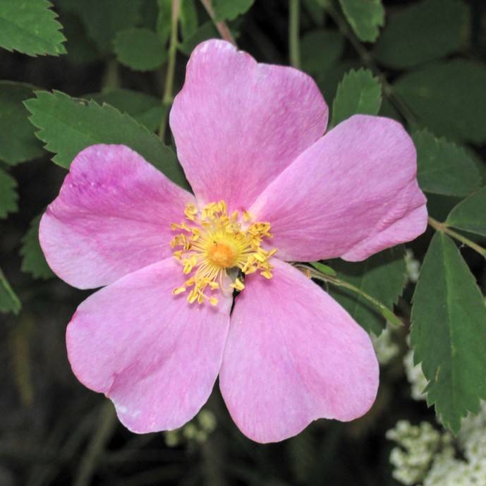 Common Wild Rose (Rosa Woodsii) plant