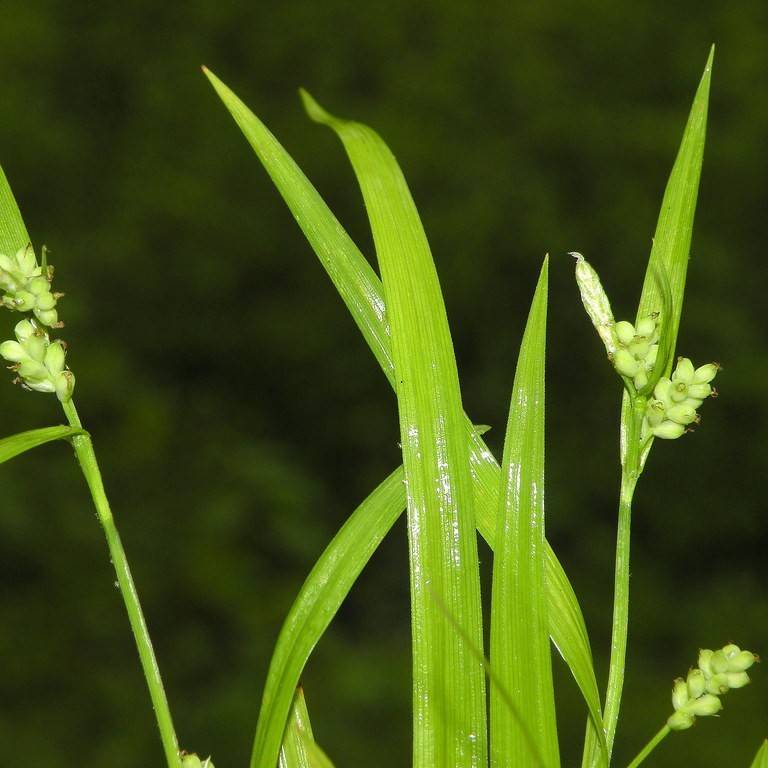 Common Wood Sedge (Carex blanda) plant