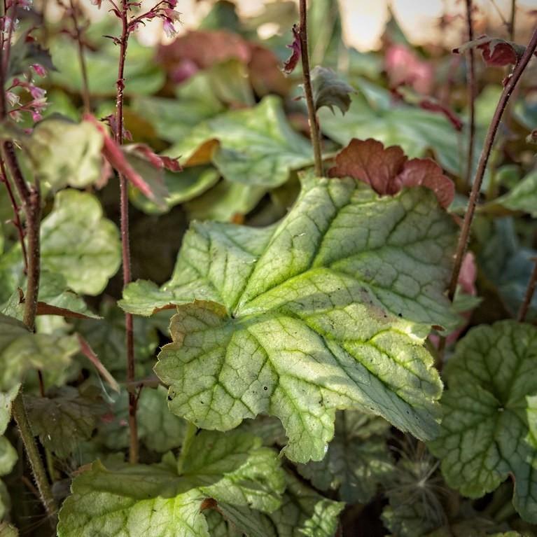 coral bells (Heuchera cvs.) plant