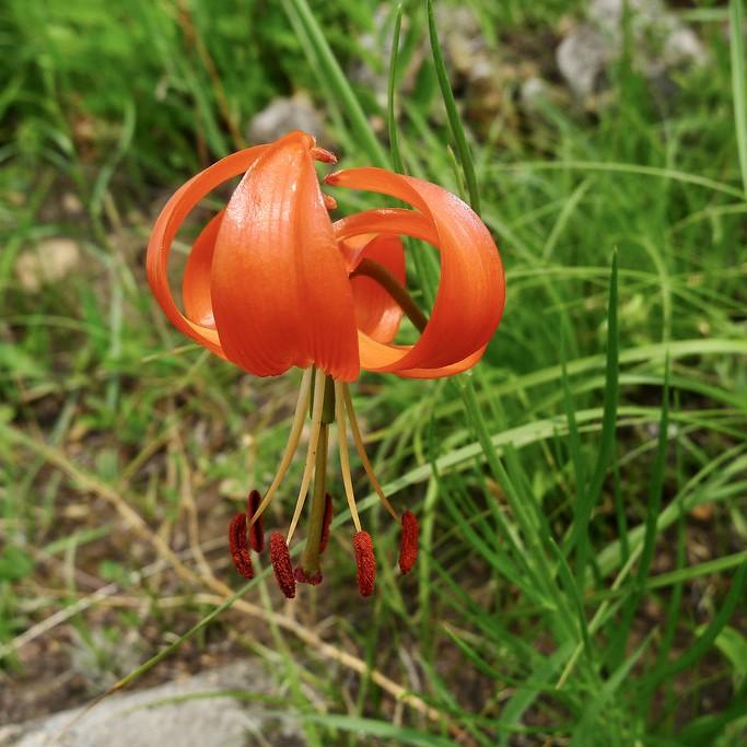 coral lily (Lilium pumilum) plant