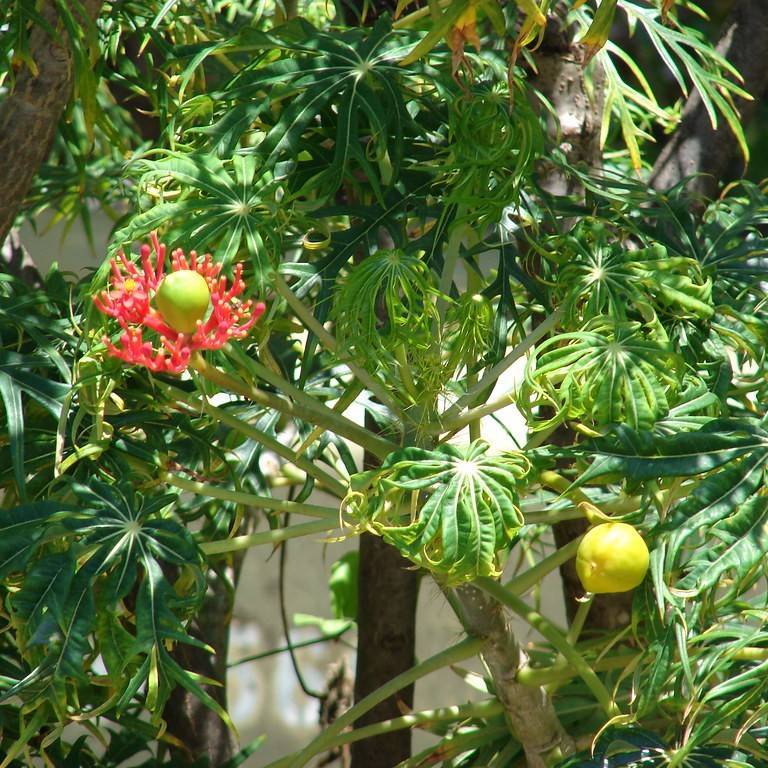 coralbush (Jatropha multifida) plant