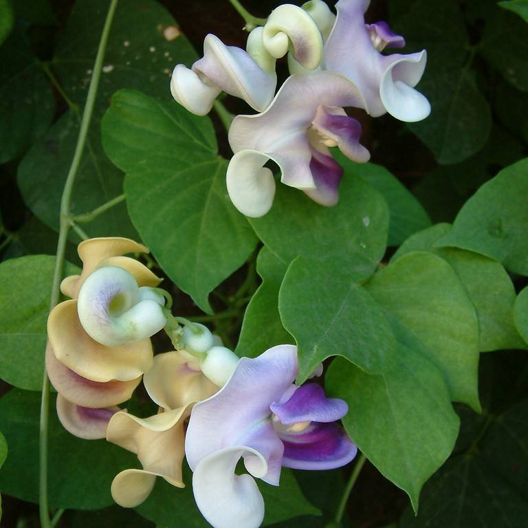 corkscrew flower (Vigna caracalla) plant