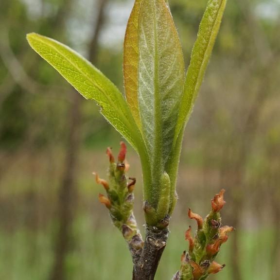 corkwood (Leitneria floridana) plant
