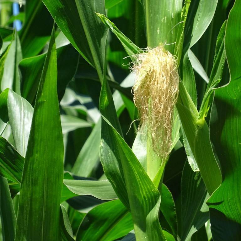 corn (Zea mays) plant