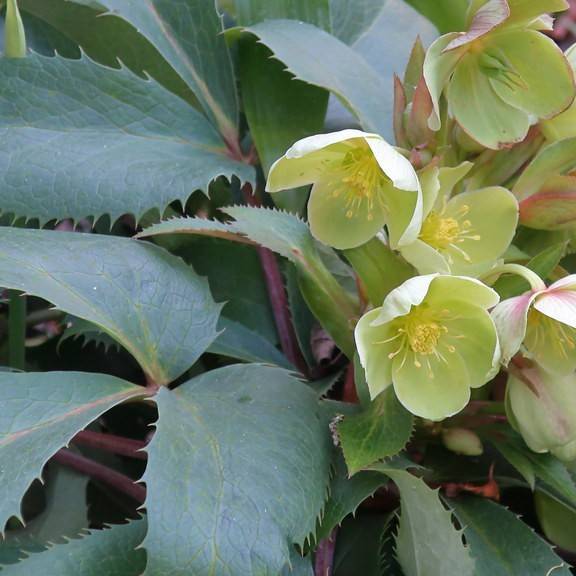Corsican hellebore (Helleborus argutifolius) plant