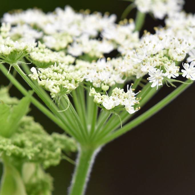 cow parsnip (Heracleum lanatum ( syn. of H. sphondylium montanum) plant