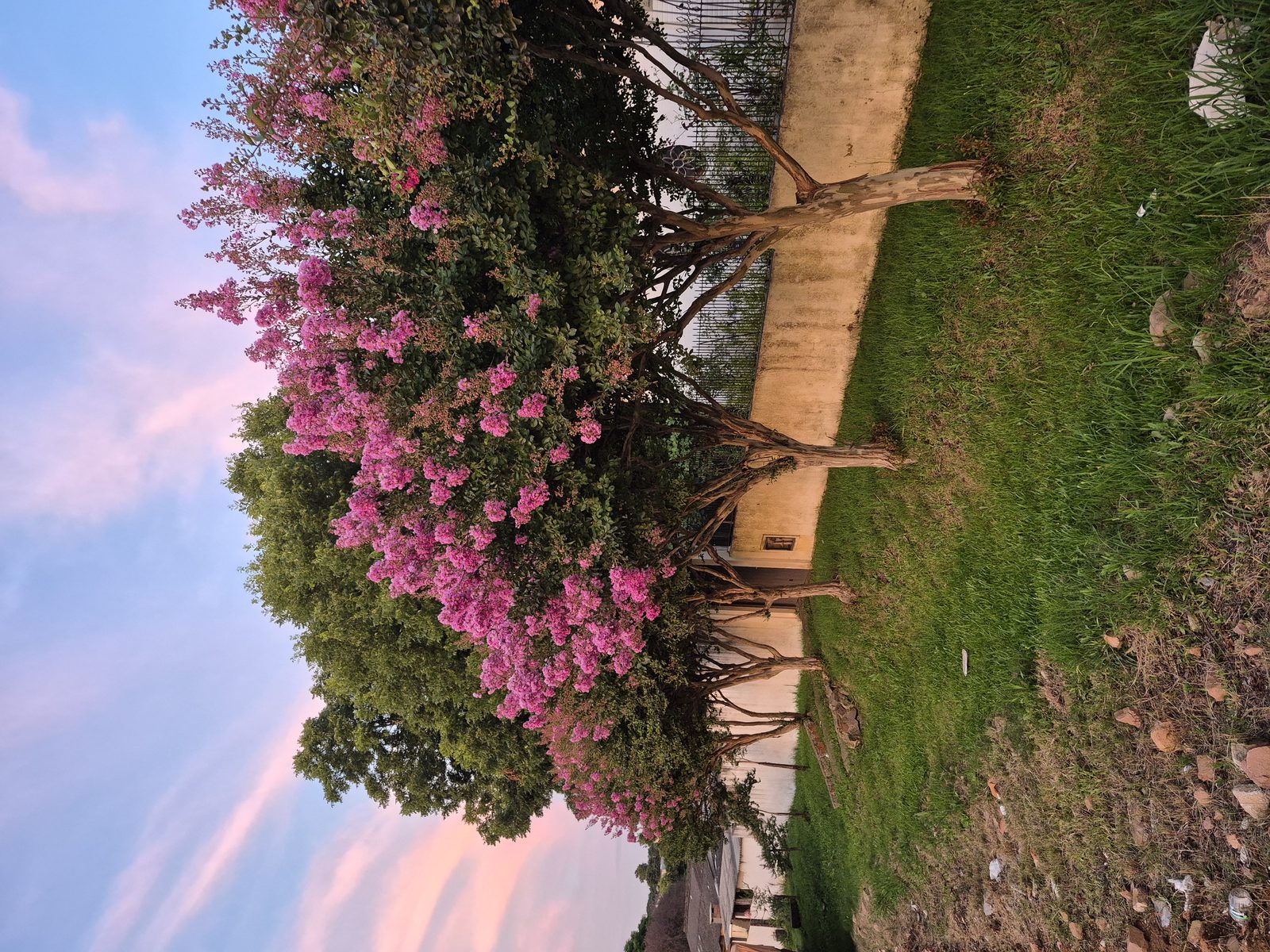 Crape Myrtle (Lagerstroemia indica) plant