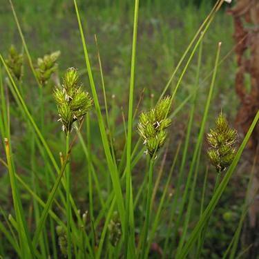 Crawford's Sedge (Carex crawfordii) plant