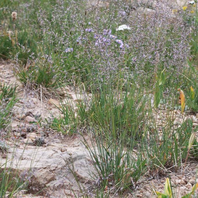creeping bluegrass (Poa annua var. reptans) plant