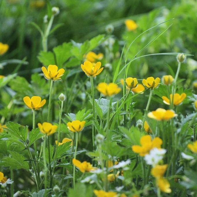 creeping buttercup (Ranunculus repens 'Buttered Popcorn') plant