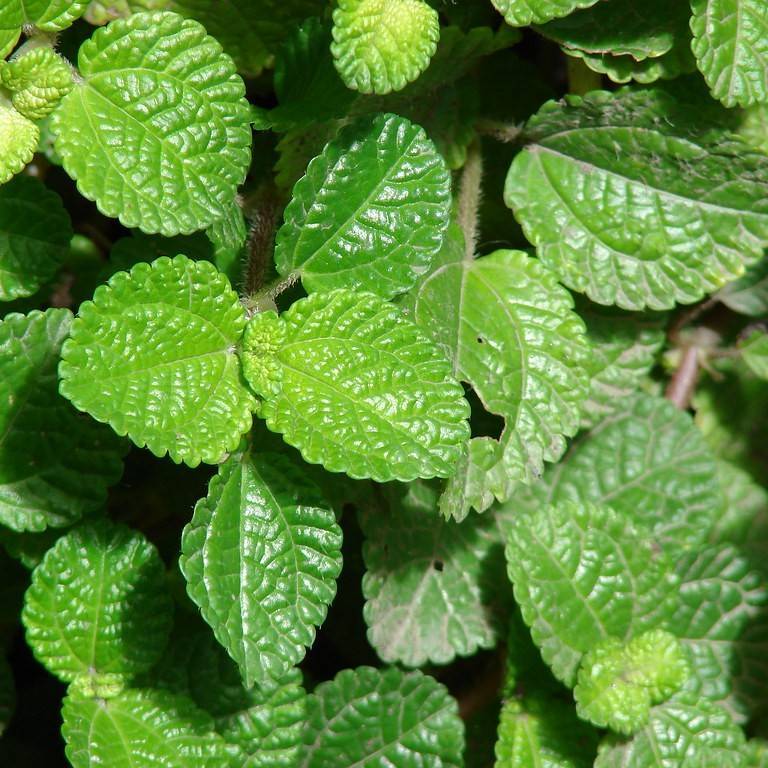 creeping Charlie (Pilea nummulariifolia) plant