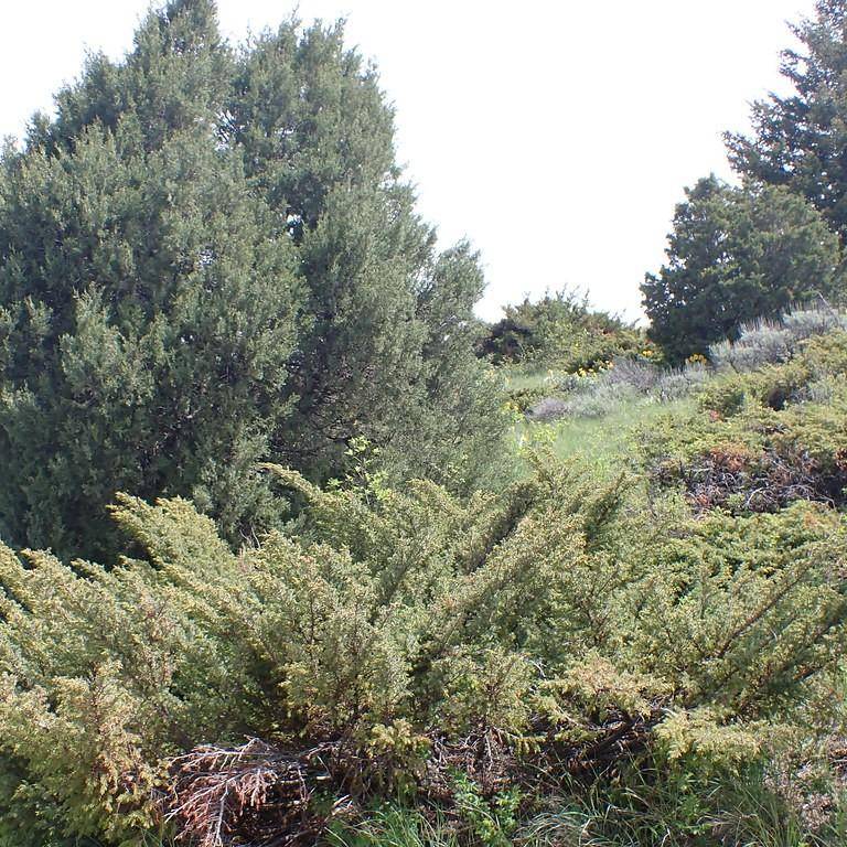 creeping juniper (Juniperus horizontalis cvs.) plant