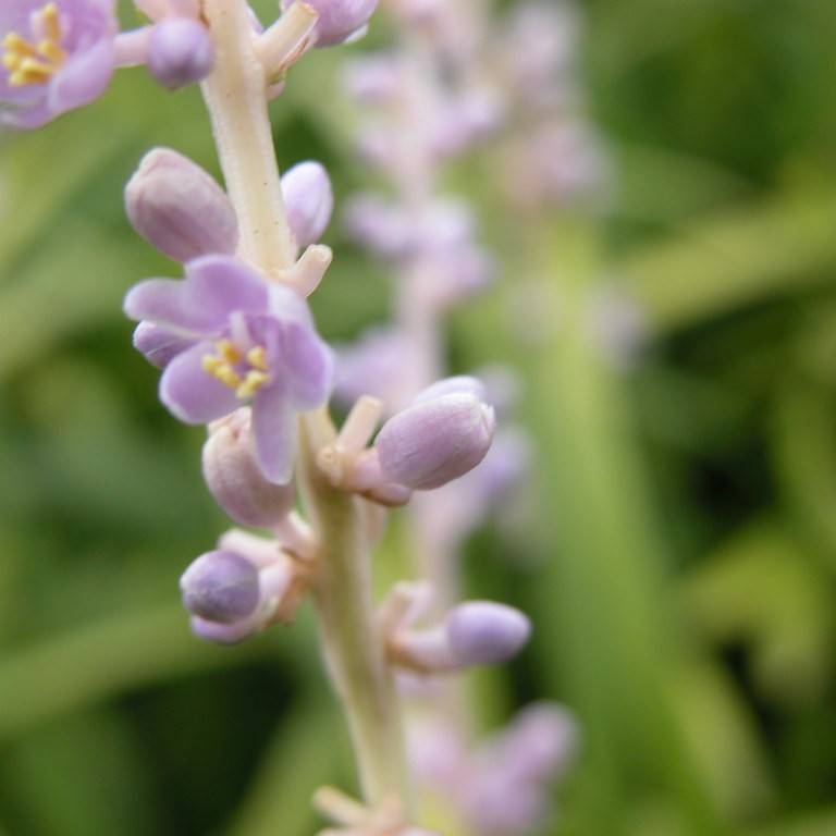 creeping liriope (Liriope spicata) plant