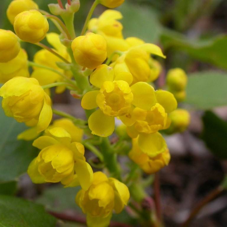 creeping mahonia (Mahonia repens) plant