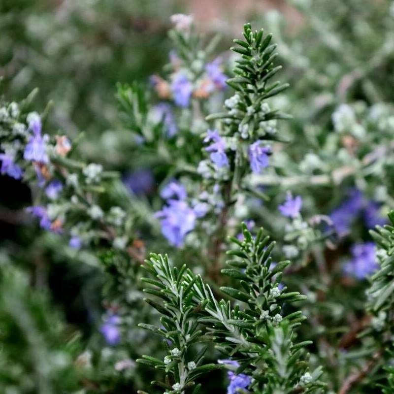 creeping rosemary (Salvia rosmarinus (Prostratus Group)) plant
