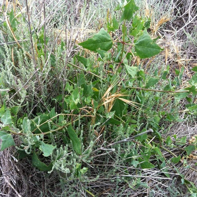 Creeping Saltbush (Atriplex prostrata) plant