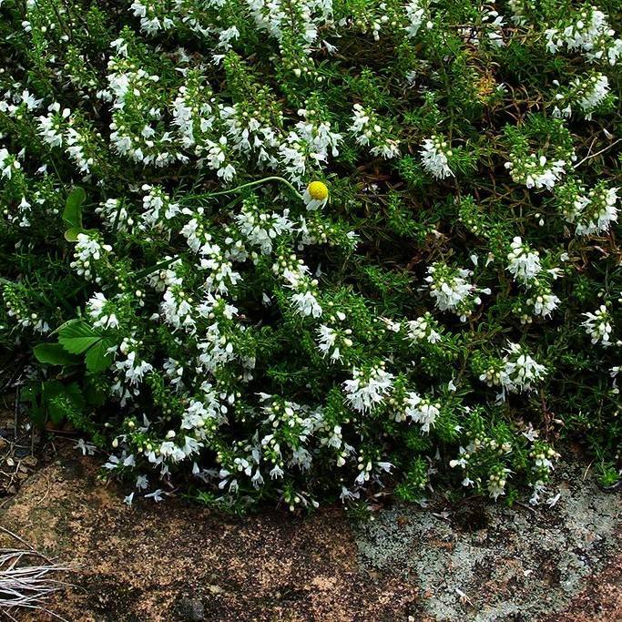 creeping savory (Satureja spicigera) plant