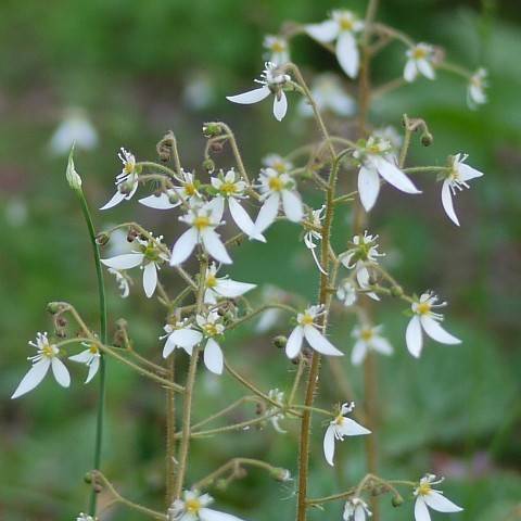 creeping saxifrage (Saxifraga stolonifera) plant