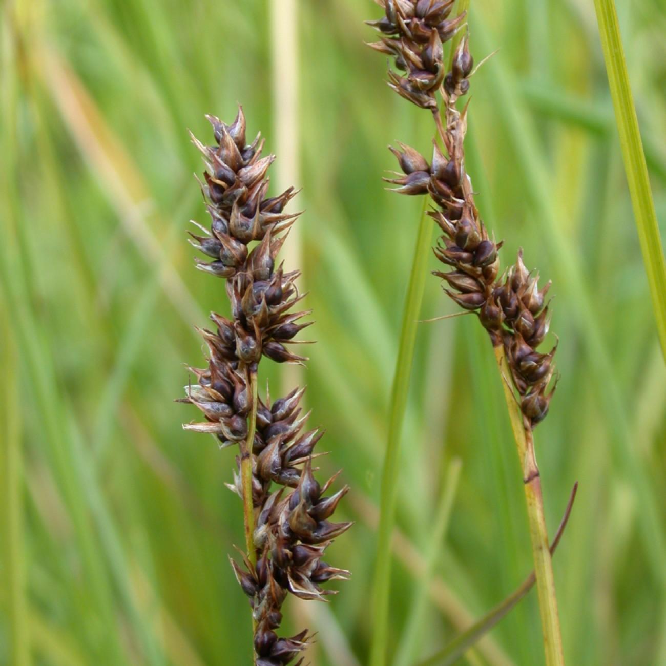 Creeping Sedge (Carex chordorrhiza) plant